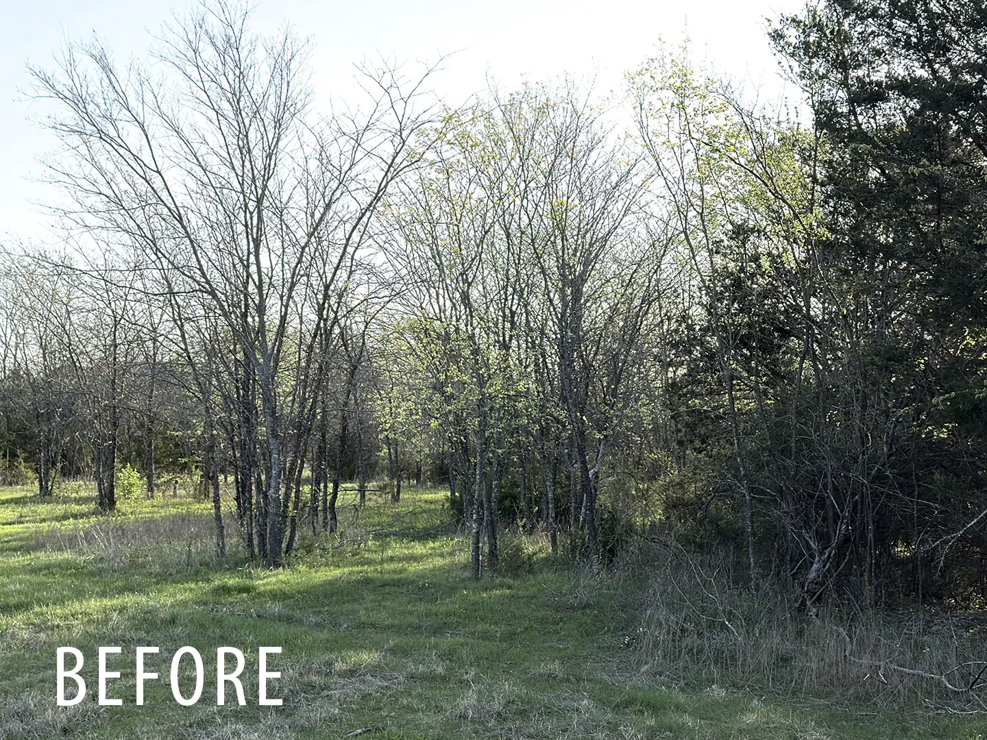 Field edge before forestry mulching