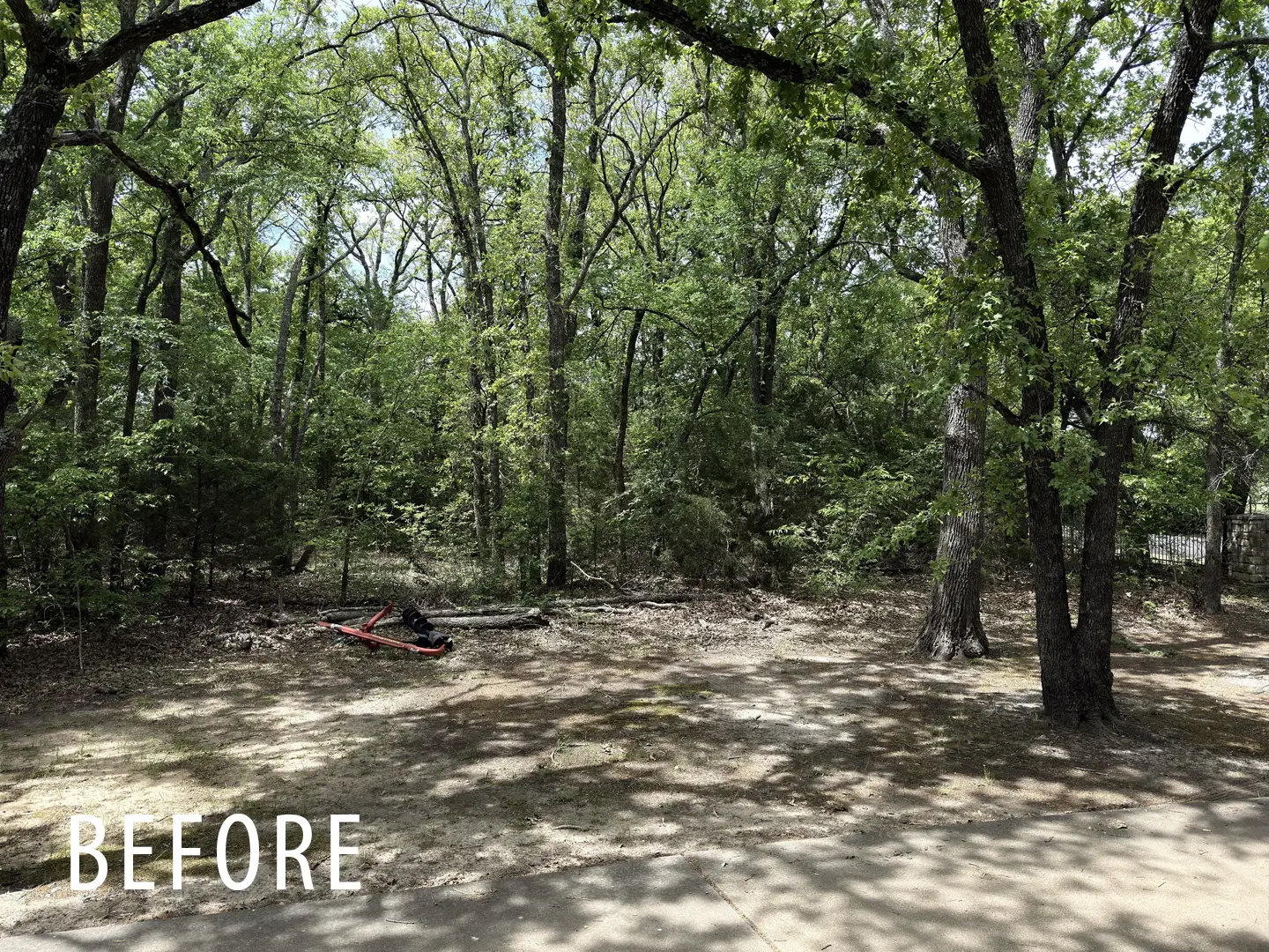 Rural acreage before understory cleanup