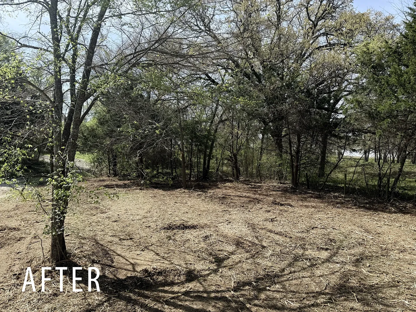 Fence line after brush and saplings are mulched