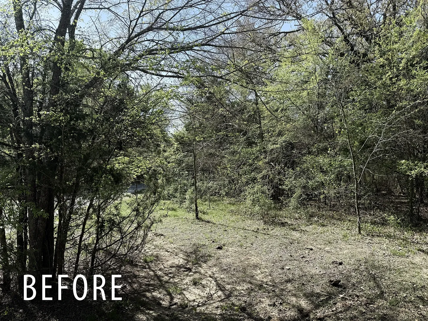 Fence line before brush and sapling mulching