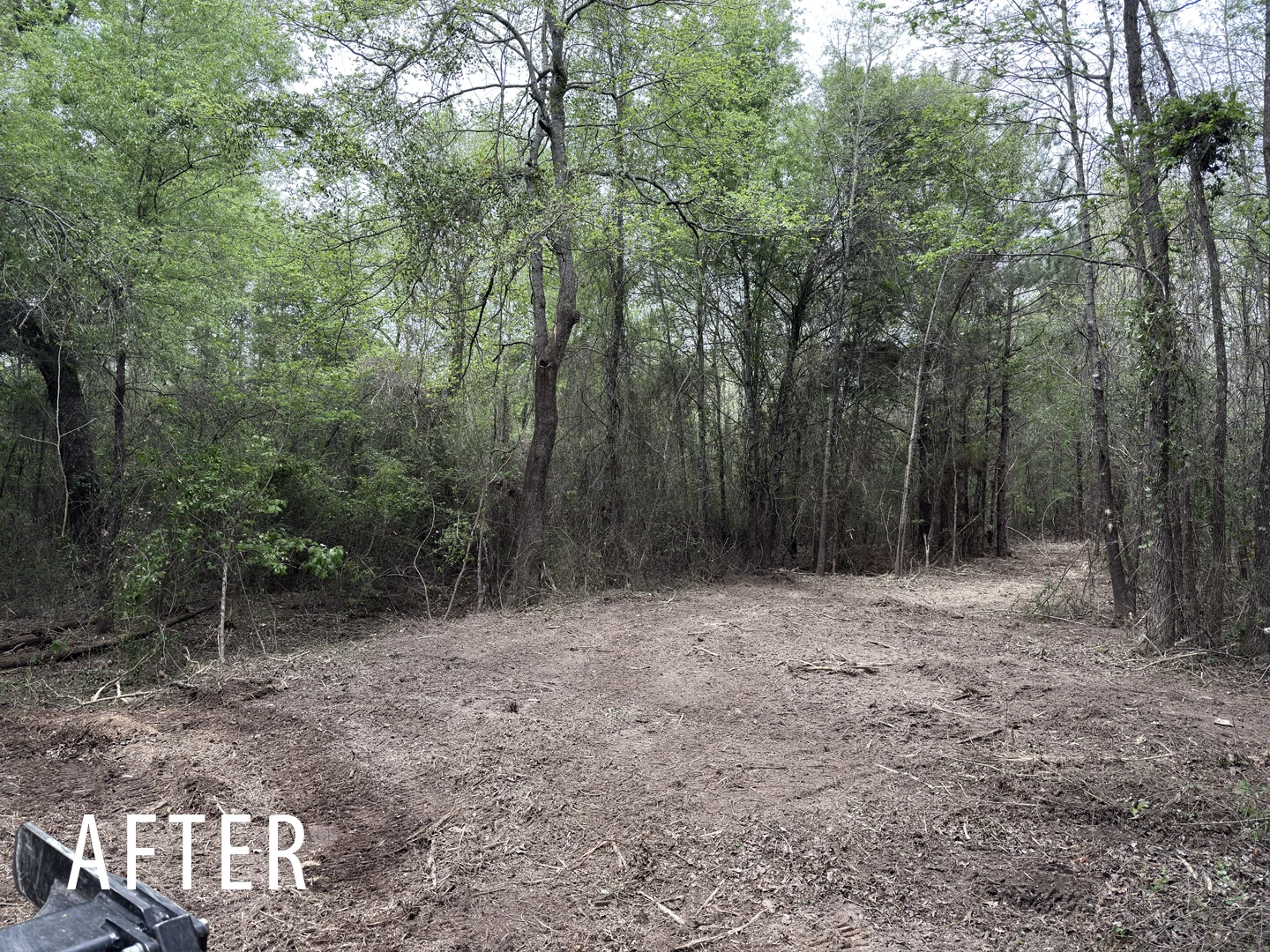 Thick understory after forestry mulching opens the ground