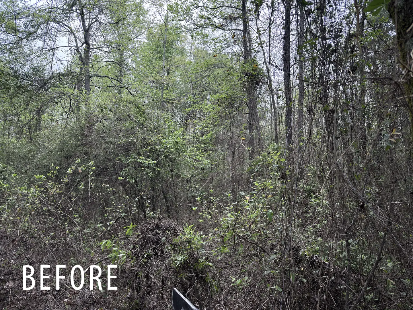 Thick understory before forestry mulching